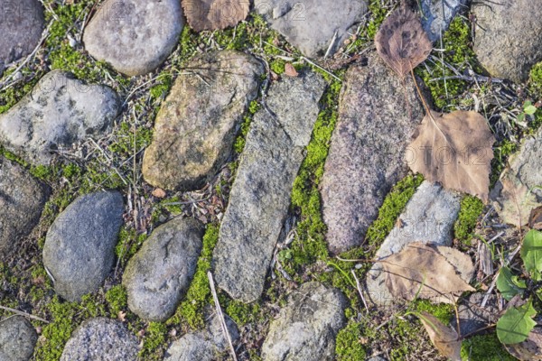 Texture of a boulder with moss and lichen