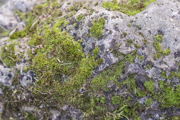 Texture of a boulder with moss and lichen