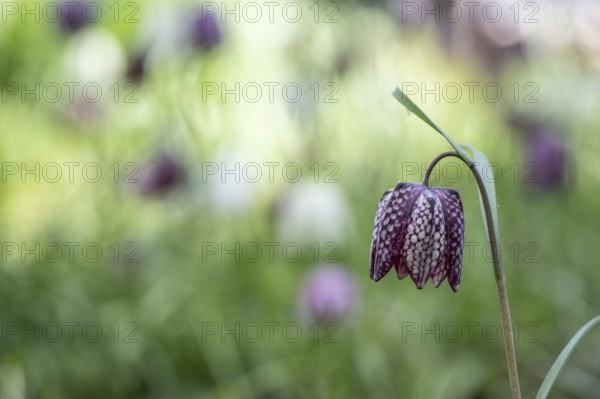 Snake's head fritillary (Fritillaria meleagris), Emsland, Lower Saxony, Germany, Europe