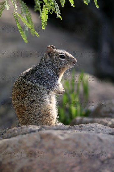 Rock gopher, (Otospermophilus variegatus), adult, on rocks, vigilant, Sonoran Desert, Arizona,