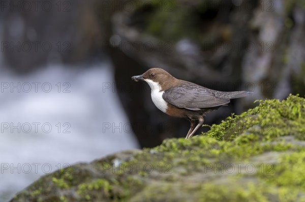 White-throated Dipper (Cinclus cinclus), at a torrent with prey in its beak, Rhineland-Palatinate,