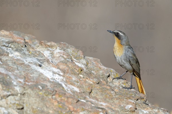 Cossypha caffra, family of flycatchers, Underberg surroundings, Underberg, KwaZulu-Natal, South