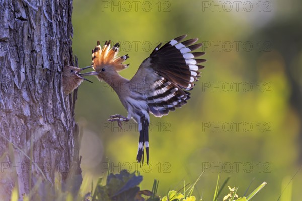 Hoopoe (Upupa epops) Bird of the Year 2022, with beetle larva as prey for the young bird in the