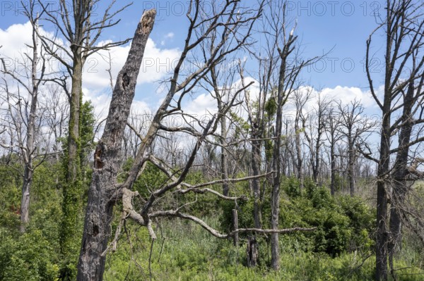 Detroit, Michigan, Dead trees on Belle Isle, an island state park in the Detroit River. The trees