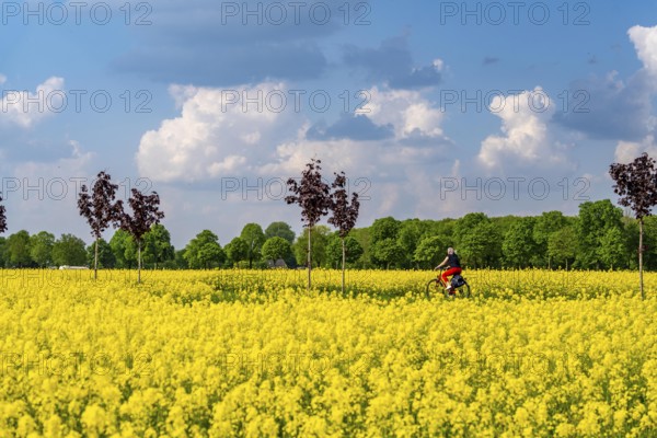 The avenue cycle path between Xanten and Marienbaum, Kalkar, on the Lower Rhine, former railway