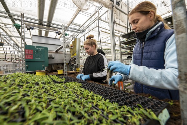 Horticultural business, greenhouse, young plants are potted, the potting soil is filled into the