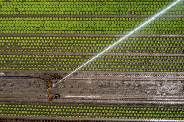 A field is artificially irrigated, water is sprayed onto the field via an irrigation system, field