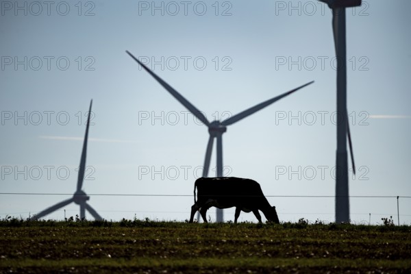Cows on a pasture, wind farm near Bad Wünneberg, East Westphalia Lippe, North Rhine-Westphalia,