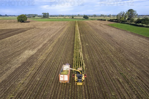 Maize harvest, combine harvester, chopper works its way through a maize field, the silage is pumped