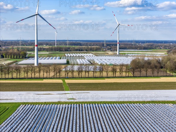 Asparagus fields, asparagus stems under foil, for faster growth, in the background foil greenhouses