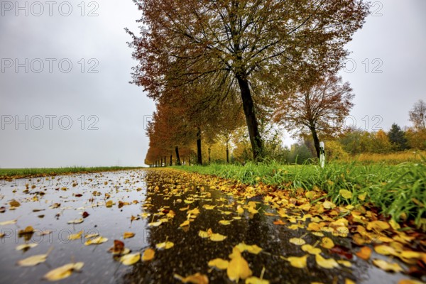 Country road, autumn, fog, rainy weather, tree avenue, wet road, leaves