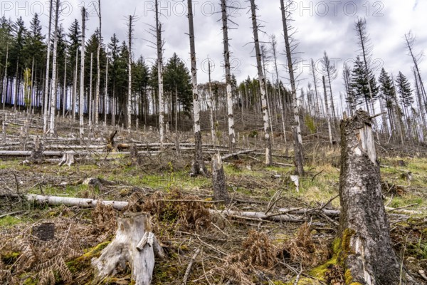 Dead spruce trees, broken by wind, lying in disarray, forest dieback in the Arnsberg Forest nature