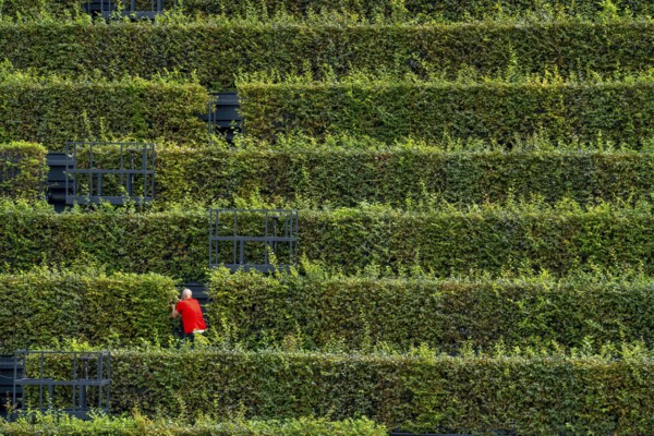 Green façade, made of over 30, 000 hornbeams forming a hedge a good 8 kilometres long, on the roof