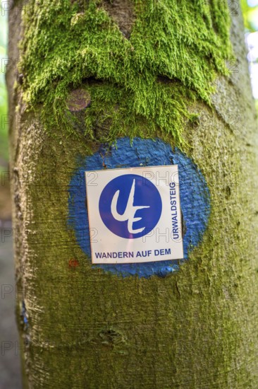 The Knorreichenstieg, part of the Urwaldsteig Edersee hiking trail, in the Kellerwald-Edersee
