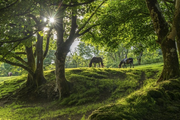 Horses in a clearing in the forest, Dartmoor, Devon, England, Great Britain