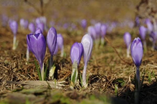 Purple crocuses on natural ground in a spring landscape, lily of the valley (Convallaria majalis),