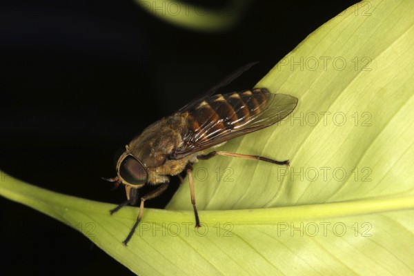 Tabanus sudeticus, Horsefly, Dark Giant Horse-fly
