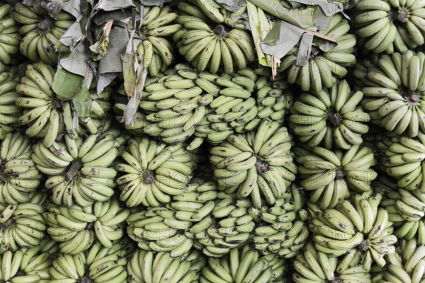 Bananas for sale, Mysore, Karnataka, South India, Dense arrangement of green banana plants on a