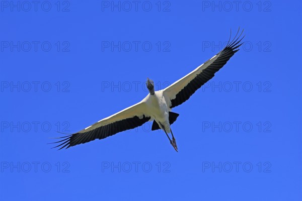 Wood stork (Mycteria americana), adult, flying, St. Augustine, Florida, USA, North America