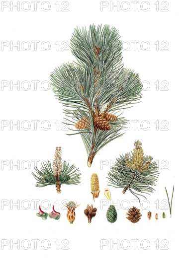 Creeping Pine, Dwarf Pine, Knee Pine, Cripple Pine, Pinus pumilio, The mugho, or Mountain pine,