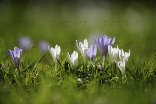 Purple and white crocuses with blurred background in the grass, lily of the valley (Convallaria