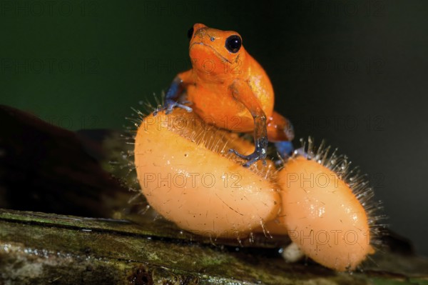 Strawberry poison-dart frog or blue jeans poison frog (Oophaga pumilio), Costa Rica, Central