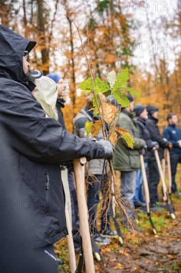 People holding seedlings in autumn forest ready for planting, tree planting campaign, Waldbike