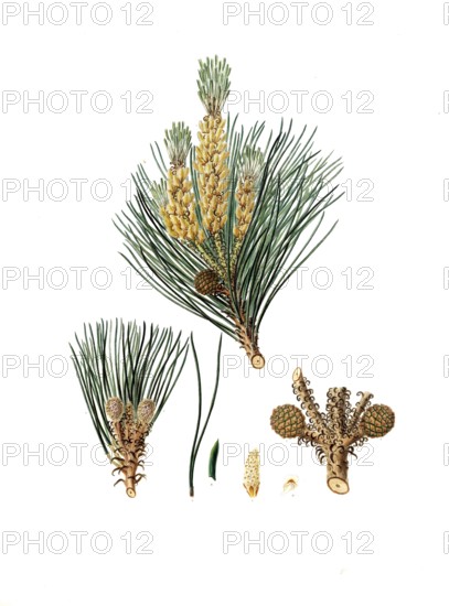 Pinus pinea, Italian stone pine, Mediterranean stone pine, umbrella pine and parasol pine, tree,