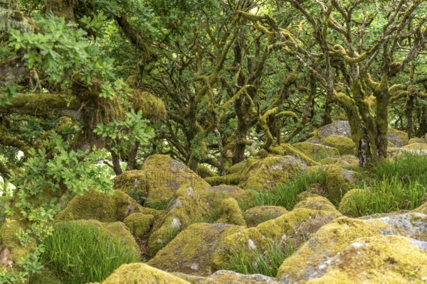 Wistmans Wood, Dartmoor, Devon, England, Great Britain