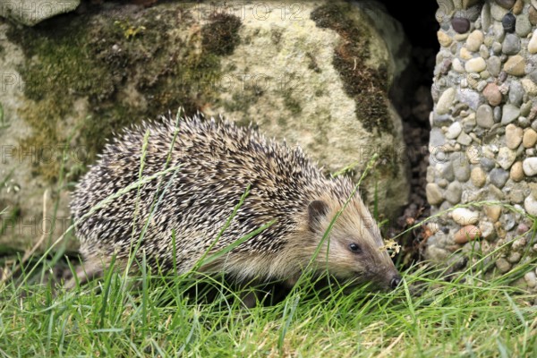 Brown-breasted hedgehog (Erinaceus europaeus), adult, during the day, foraging, meadow, Ellerstadt,