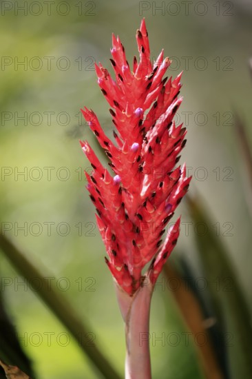Lance bromeliad (Aechmea distichantha), flower, flowering, Brazil, South America