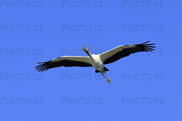 Wood stork (Mycteria americana), adult, flying, nesting material, St. Augustine, Florida, USA,