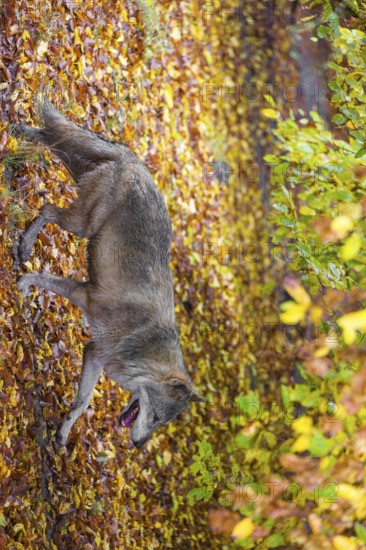 A eurasian gray wolf (Canis lupus lupus) runs along a forest edge. Colorful fall foliage is all