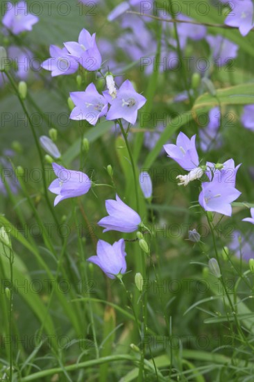 Campanula rotundifolia, round-leaved bellflower, Harebell