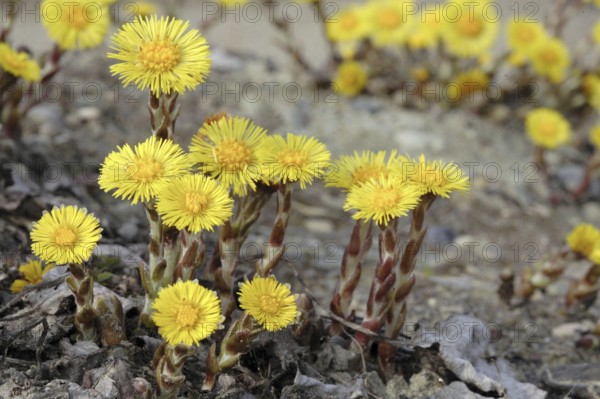 Coltsfoot, Tussilago farfara, Horsefoot