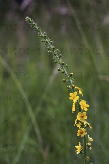 Agrimonia eupatoria, Lesser agrimony, Common agrimony