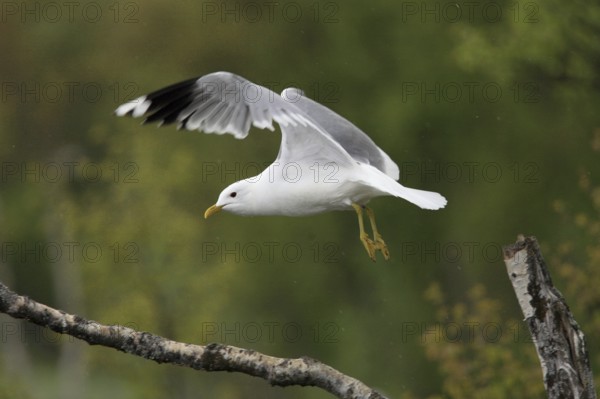 Mew Gull, Larus canus, Common Gull