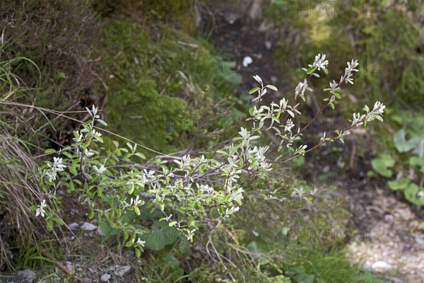 Amelanchier ovalis, Rock Pear, Snowy Mespilus