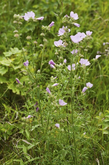 Rose mallow, Malva alcea, Greater Musk-mallow