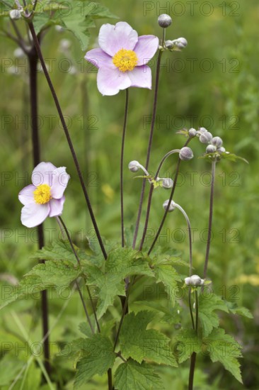 Chinese Anemone, Anemone hupehensis, Japanese Anemone