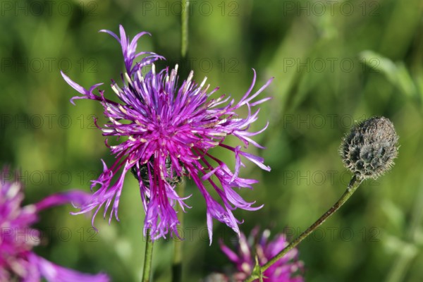Centaurea scabiosa ssp. alpestris, Scabiosa knapweed