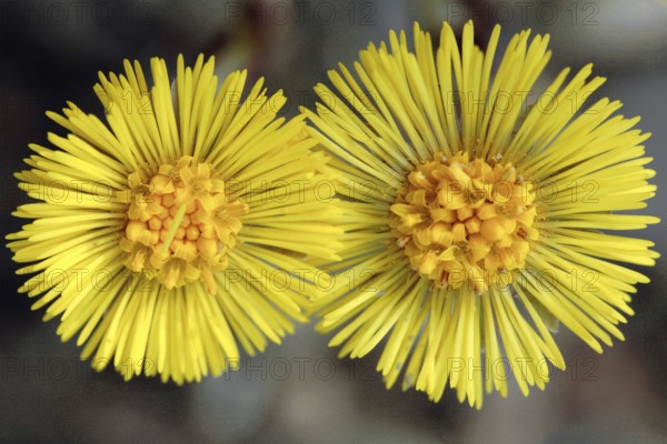 Coltsfoot, Tussilago farfara, Horsefoot