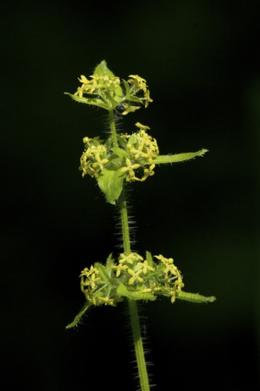 Cruciata laevipes, crosswort, crosswort