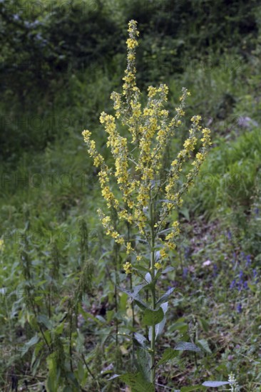 Moth mullein, Verbascum lychnitis, White Mullein