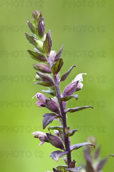 Odontites vulgaris, Red Bartsia, Red Bartsia
