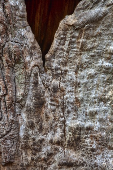 Bark structures, Primeval forest Urwald Sababurg, Weser Uplands, Weserbergland, Hesse, Germany,