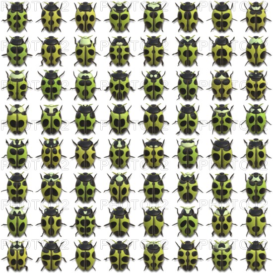 An illustration of 64 different little bugs
