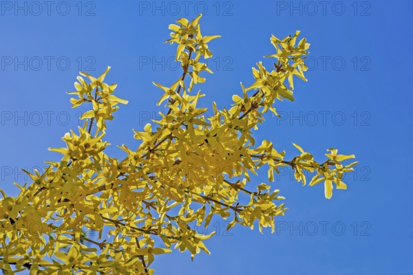 Flowering forsythia branch (Forsythia), Bavaria, Germany, Europe