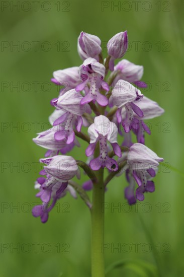 Orchid, Orchis militaris