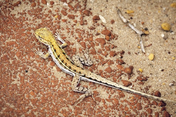 An image of a small lizard in Australia